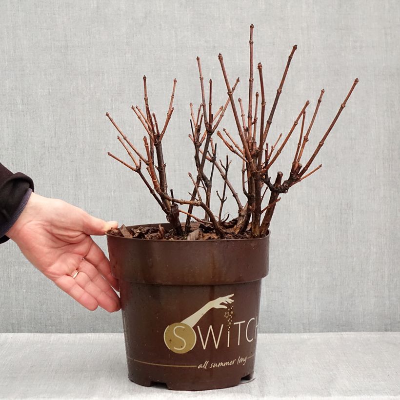 Amostra de Hortênsia paniculata Polestar Vaso de 3 L/4 L tal como entregue no outono