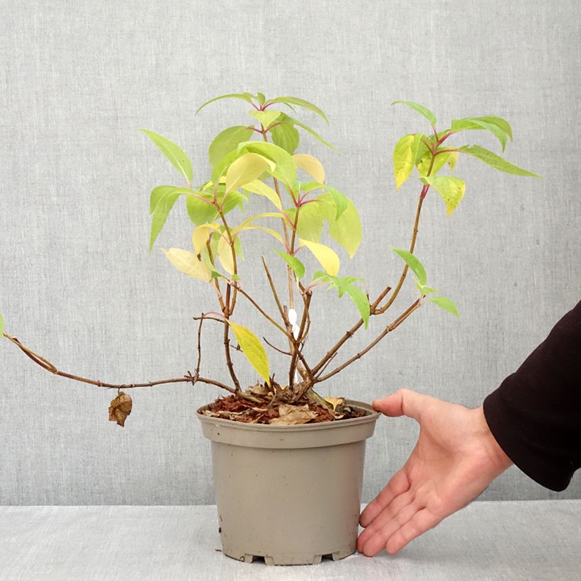 Amostra de Hortênsia paniculata Prim White Vaso de 2 L/3 L tal como entregue no outono