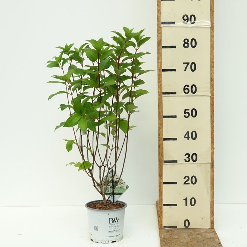 Amostra de Hortênsia paniculata Quick Fire Fab Vaso de 3 L/4 L tal como entregue no verão