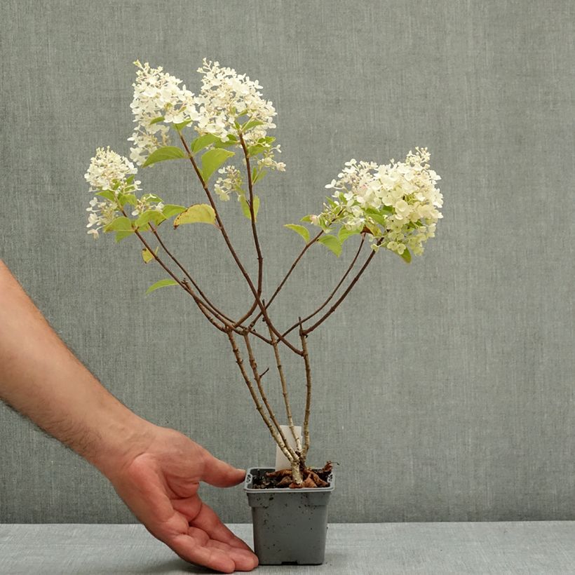 Amostra de Hortênsia paniculata Silver Dollar Vaso de 8/9 cm tal como entregue no verão