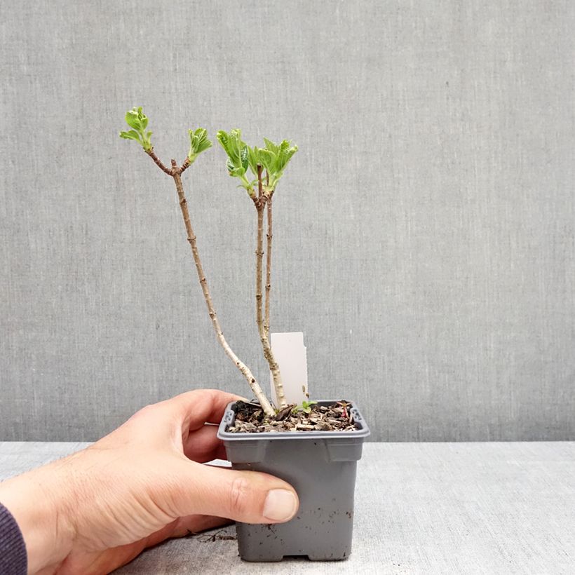 Amostra de Hortênsia paniculata Silver Dollar Vaso de 8/9 cm tal como entregue na primavera