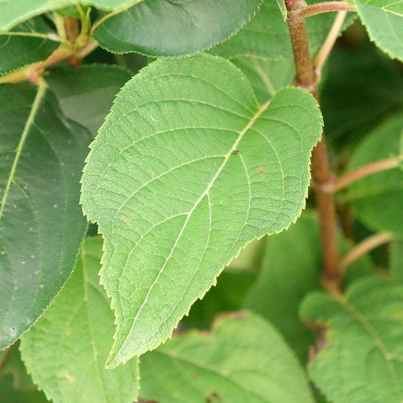 Hortênsia paniculata Silver Dollar (Folhagem)