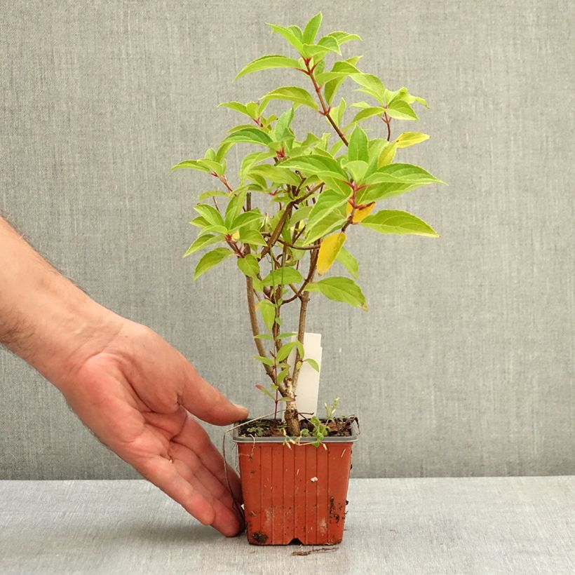 Amostra de Hortênsia paniculata Skyfall Vaso de 8/9 cm tal como entregue no verão