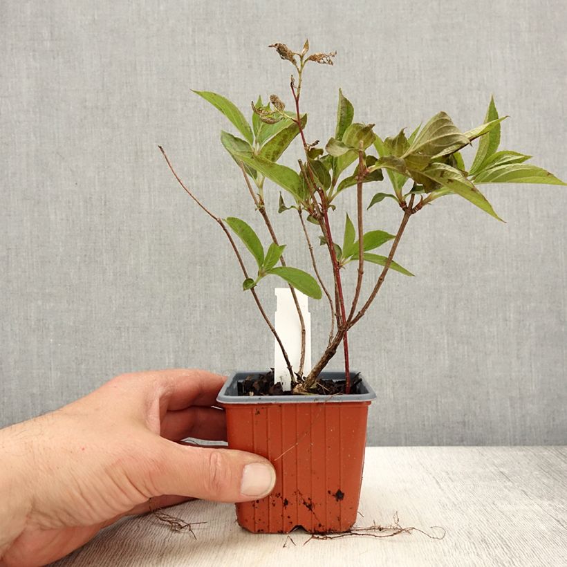 Amostra de Hortênsia paniculata Skyfall Vaso de 8/9 cm tal como entregue na primavera