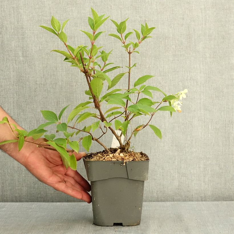 Amostra de Hortênsia paniculata Skyfall Vaso de 2 L/3 L tal como entregue no verão
