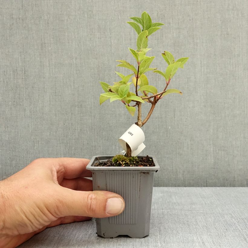 Amostra de Hortênsia paniculata Sundae Fraise Vaso de 8/9 cm tal como entregue no verão