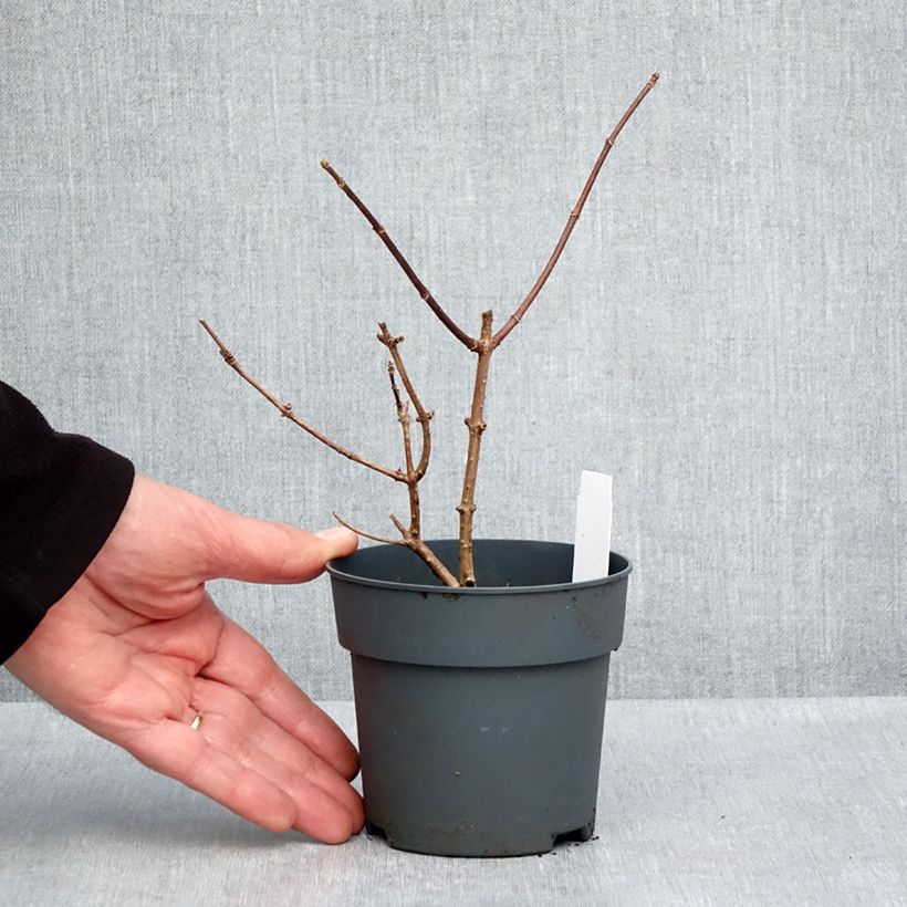 Amostra de Hortênsia paniculata Sundae Fraise Vaso de 8/9 cm tal como entregue na primavera