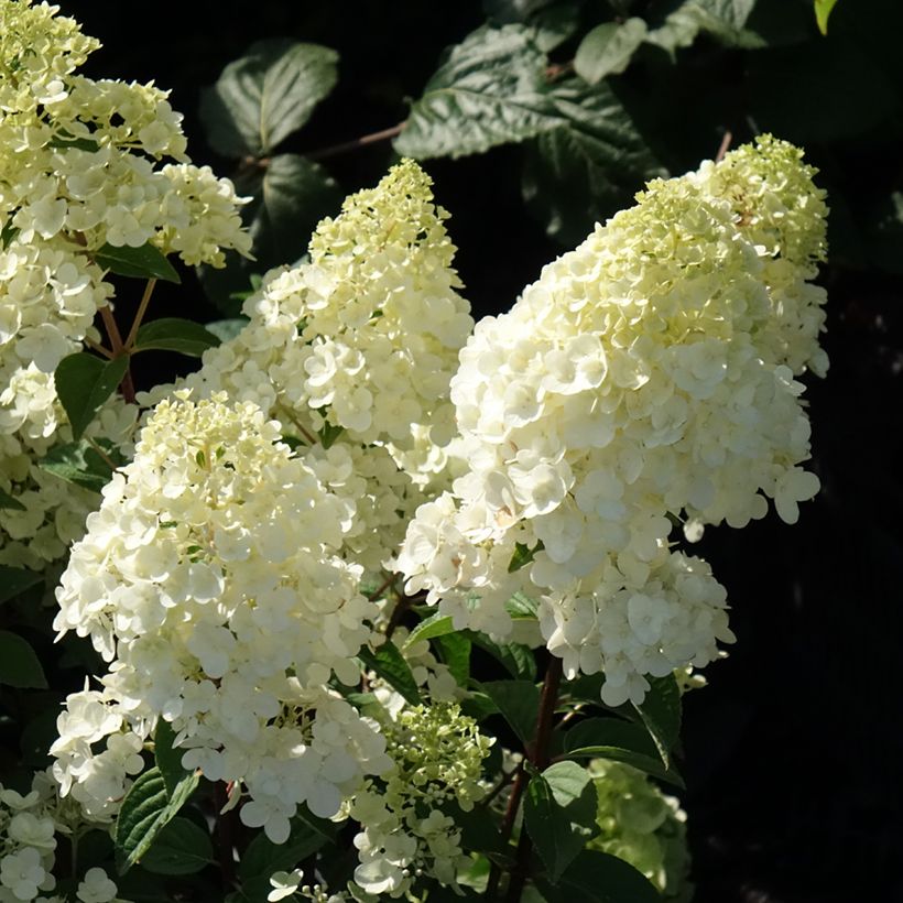Hortênsia paniculata Sundae Fraise (Floração)
