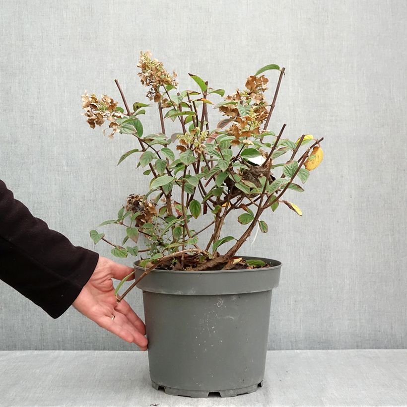 Amostra de Hortênsia paniculata Sundae Fraise Vaso de 7,5 L/10 L tal como entregue no outono