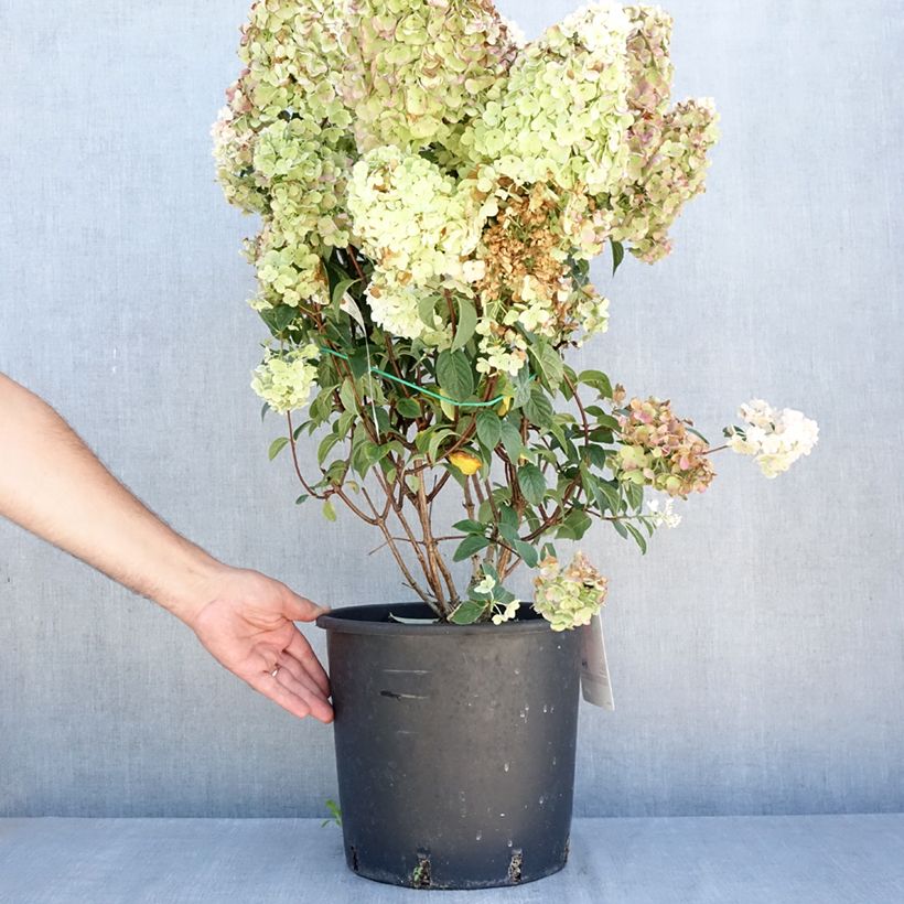 Amostra de Hortênsia paniculata Sundae Fraise Vaso de 7,5 L/10 L tal como entregue no verão