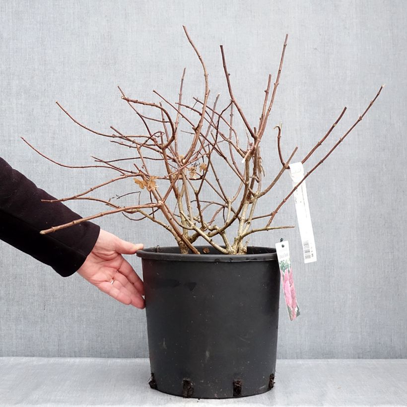 Amostra de Hortênsia paniculata Sundae Fraise Vaso de 7,5 L/10 L tal como entregue no inverno