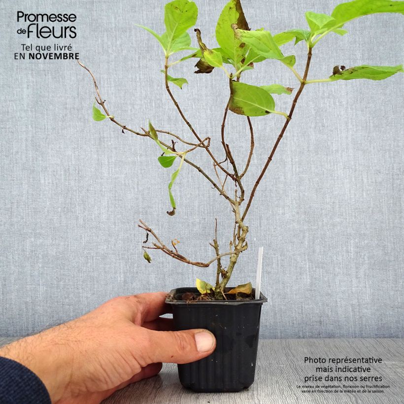 Amostra de Hortênsia paniculata Sunlight Vaso de 8/9 cm tal como entregue no outono