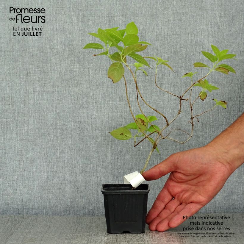 Amostra de Hortênsia paniculata Sunlight Vaso de 8/9 cm tal como entregue no verão