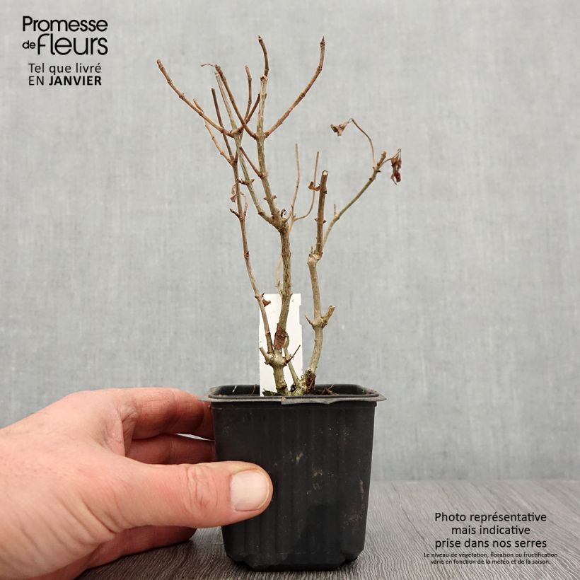 Amostra de Hydrangea paniculata Sunlight - Hortensia paniculé Vaso de 8/9 cm tal como entregue no inverno