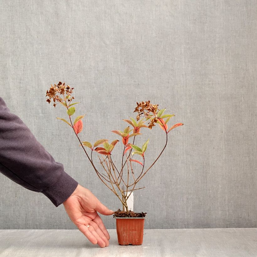 Amostra de Hortênsia paniculata Tickled Pink Vaso de 8/9 cm tal como entregue no outono