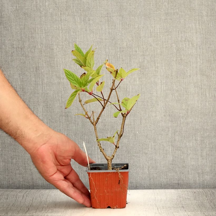 Amostra de Hortênsia paniculata Tickled Pink Vaso de 8/9 cm tal como entregue no verão