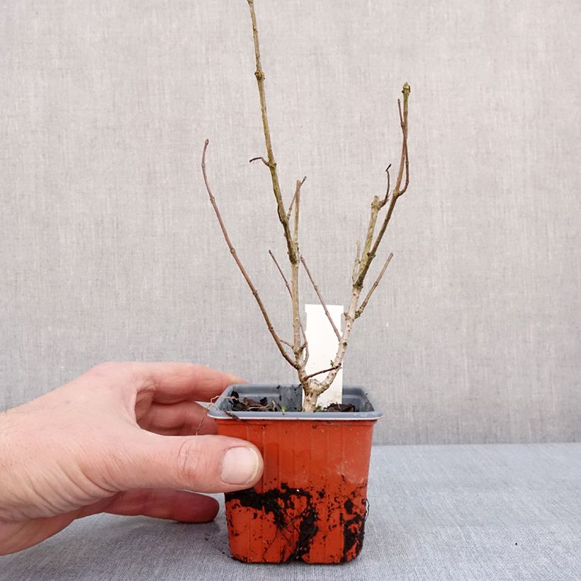 Amostra de Hydrangea paniculata Tickled Pink - Hortensia paniculé Vaso de 8/9 cm tal como entregue no inverno