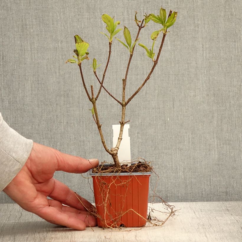 Amostra de Hortênsia paniculata Tickled Pink Vaso de 8/9 cm tal como entregue na primavera