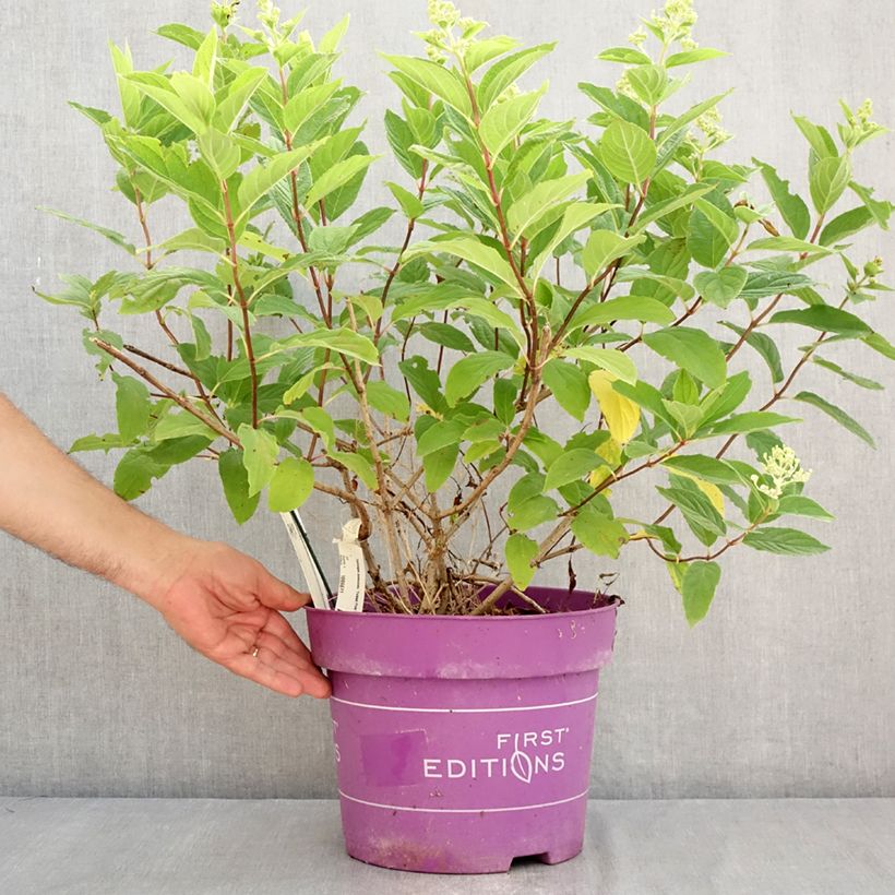 Amostra de Hortênsia paniculata Tickled Pink Vaso de 7,5 L/10 L tal como entregue no verão