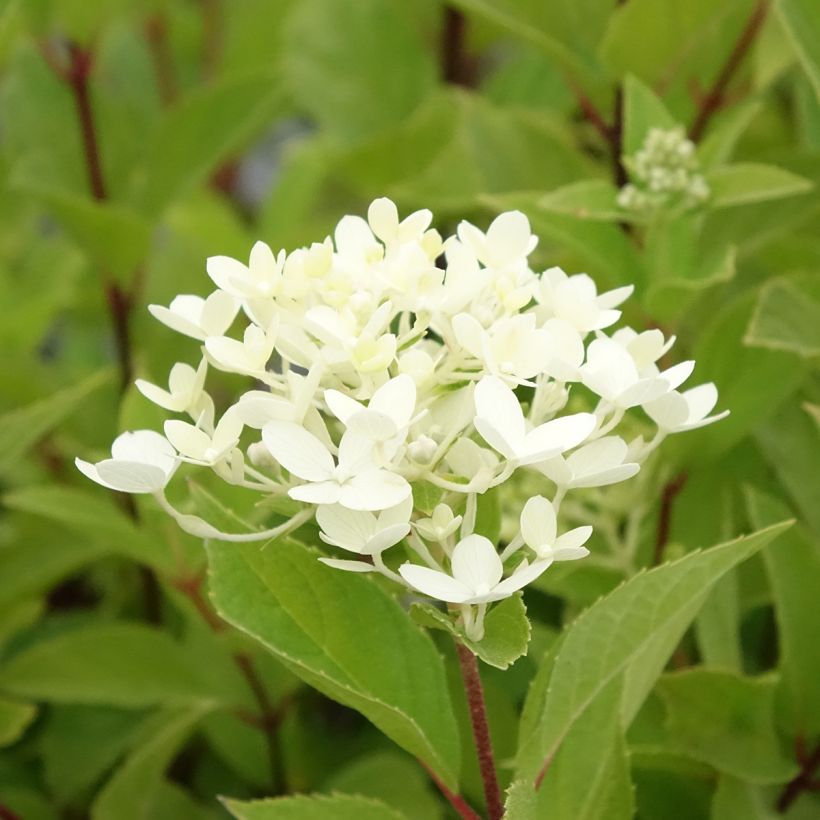 Hortênsia paniculata Unique (Floração)