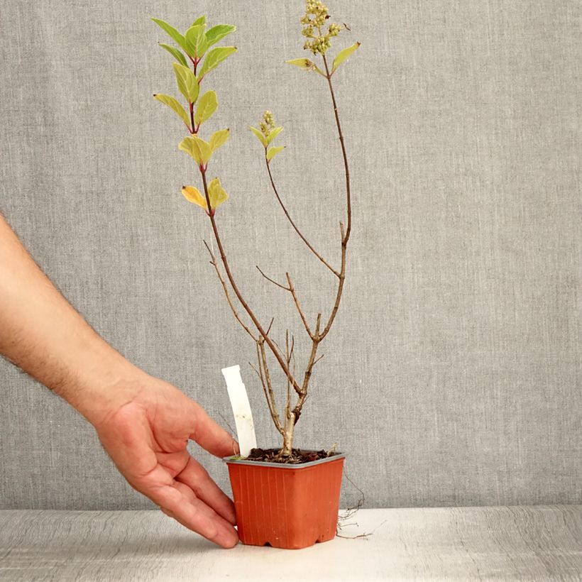 Amostra de Hortênsia paniculata Unique Vaso de 8/9 cm tal como entregue no verão