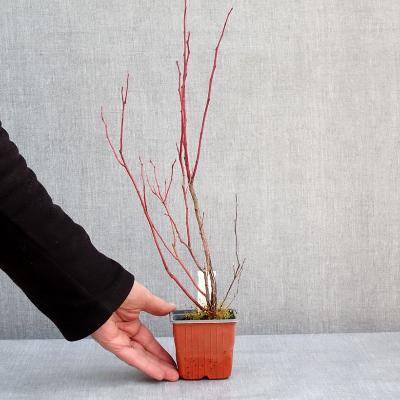 Amostra de Hydrangea paniculata Unique - Hortensia paniculé Vaso de 8/9 cm tal como entregue no inverno