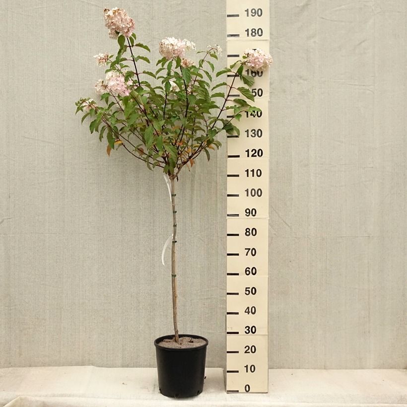 Amostra de Hortênsia paniculata Vanille Fraise Vaso de 6 L/7 L, Haste tal como entregue no outono