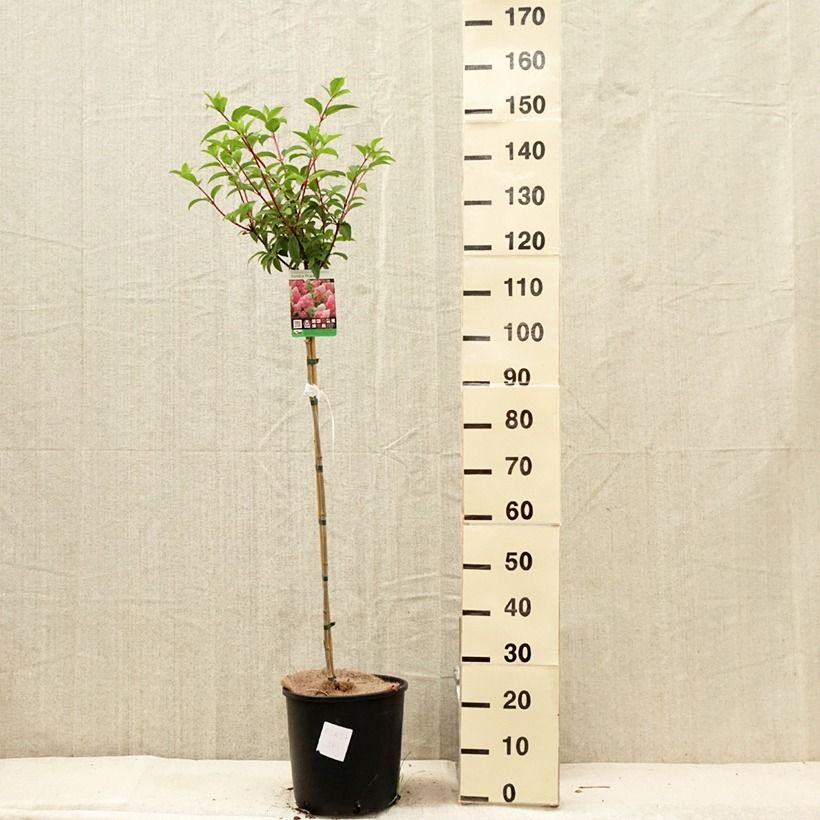Amostra de Hortênsia paniculata Vanille Fraise Vaso de 6 L/7 L, Haste tal como entregue no verão