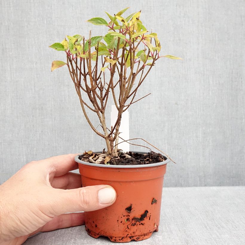 Amostra de Hortênsia paniculata White Light Vaso de 12 cm/13 cm tal como entregue no outono