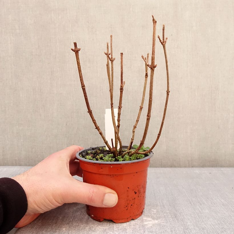 Amostra de Hortênsia paniculata White Light Vaso de 12 cm/13 cm tal como entregue no inverno