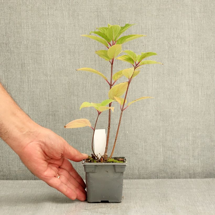 Amostra de Hortênsia paniculata Wim's Red Vaso de 8/9 cm tal como entregue no verão
