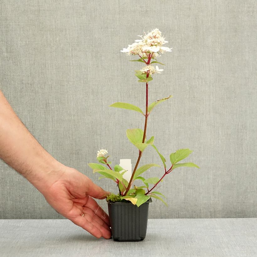 Amostra de Hortênsia paniculata Wim's Red Vaso de 8/9 cm tal como entregue na primavera