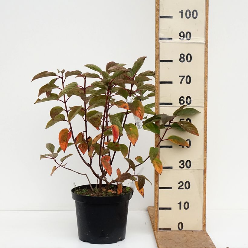 Amostra de Hortênsia paniculata Wim's Red Vaso de 7,5 L/10 L tal como entregue no outono