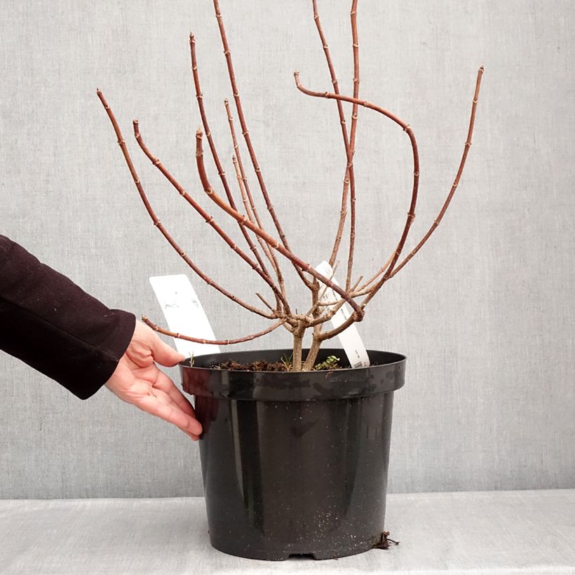 Amostra de Hortênsia paniculata Wim's Red Vaso de 7,5 L/10 L tal como entregue no inverno