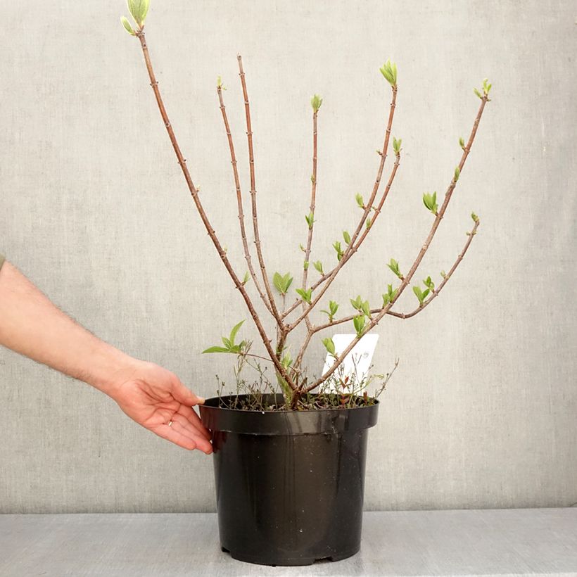 Amostra de Hortênsia paniculata Wim's Red Vaso de 7,5 L/10 L tal como entregue na primavera