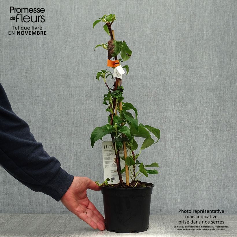 Amostra de Hortênsia trepadeira anomala sp petiolaris Flying Saucer Vaso de 2 L/3 L tal como entregue no outono