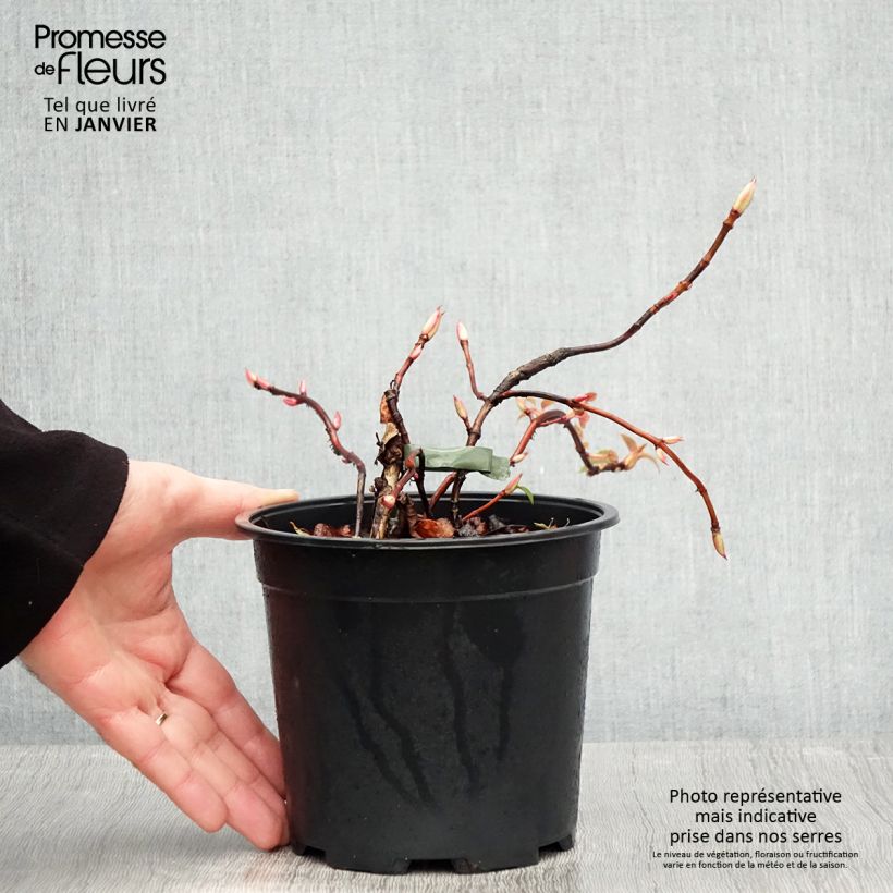 Amostra de Hortênsia trepadeira anomala sp petiolaris Flying Saucer Vaso de 2 L/3 L tal como entregue no inverno