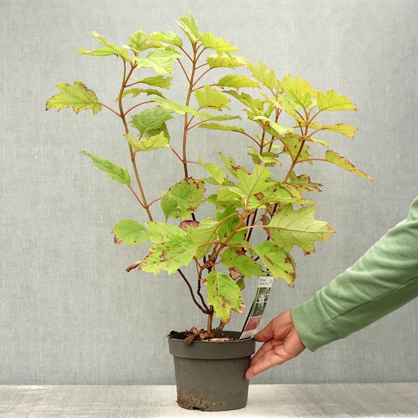Amostra de Hortênsia quercifolia Alice Vaso de 2 L/3 L tal como entregue no verão