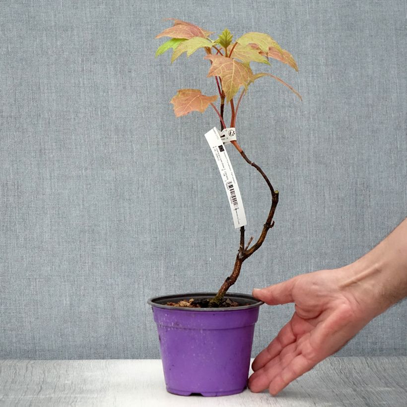 Amostra de Hortênsia quercifolia Amethyst Vaso de 1,5 L/2 L tal como entregue no verão