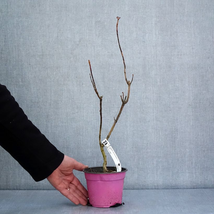 Amostra de Hortênsia quercifolia Amethyst Vaso de 1,5 L/2 L tal como entregue no inverno