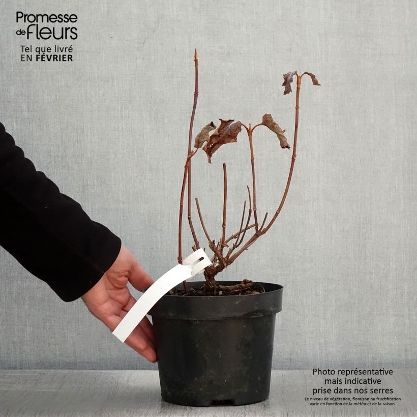 Amostra de Hydrangea quercifolia Back Porch - Hortensia à feuilles de chêne Vaso de 3 L/4 L tal como entregue no inverno