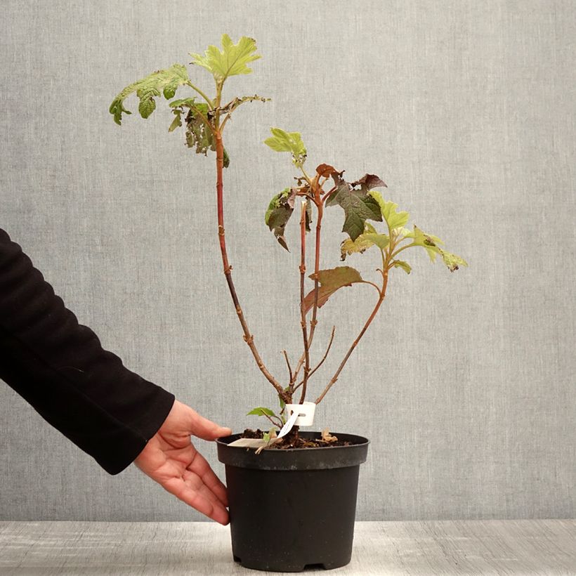 Amostra de Hortênsia quercifolia Back Porch Vaso de 3 L/4 L tal como entregue na primavera