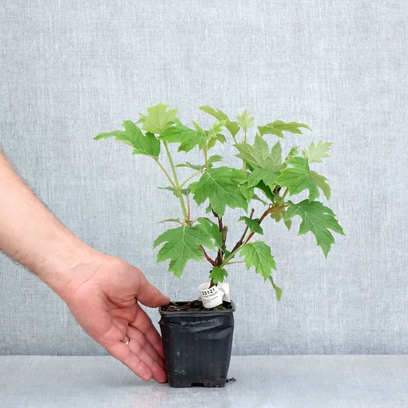 Amostra de Hortênsia quercifolia Ruby Slippers Vaso de 8/9 cm tal como entregue na primavera