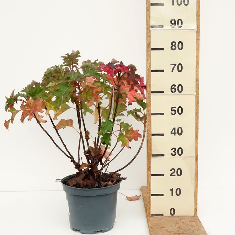 Amostra de Hortênsia quercifolia Ruby Slippers Vaso de 7,5 L/10 L tal como entregue no outono