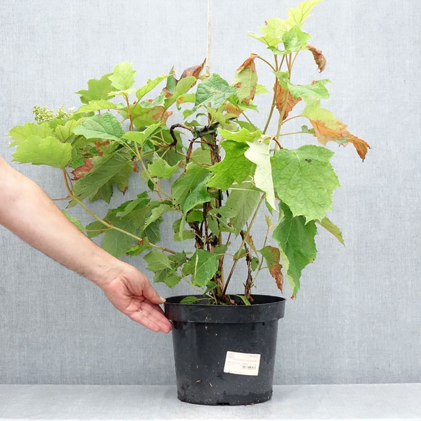 Amostra de Hortênsia quercifolia Snow Queen Vaso de 4 L/5 L tal como entregue no verão