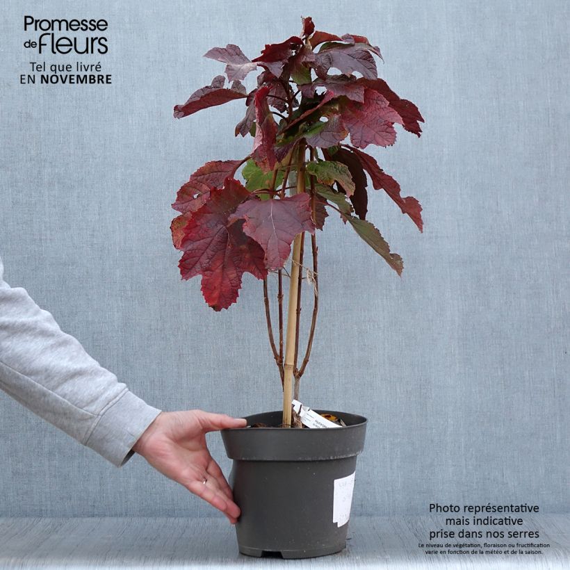 Amostra de Hydrangea quercifolia Snowcicle - Hortensia à feuilles de chêne Pot de 4L/5L tal como entregue no outono