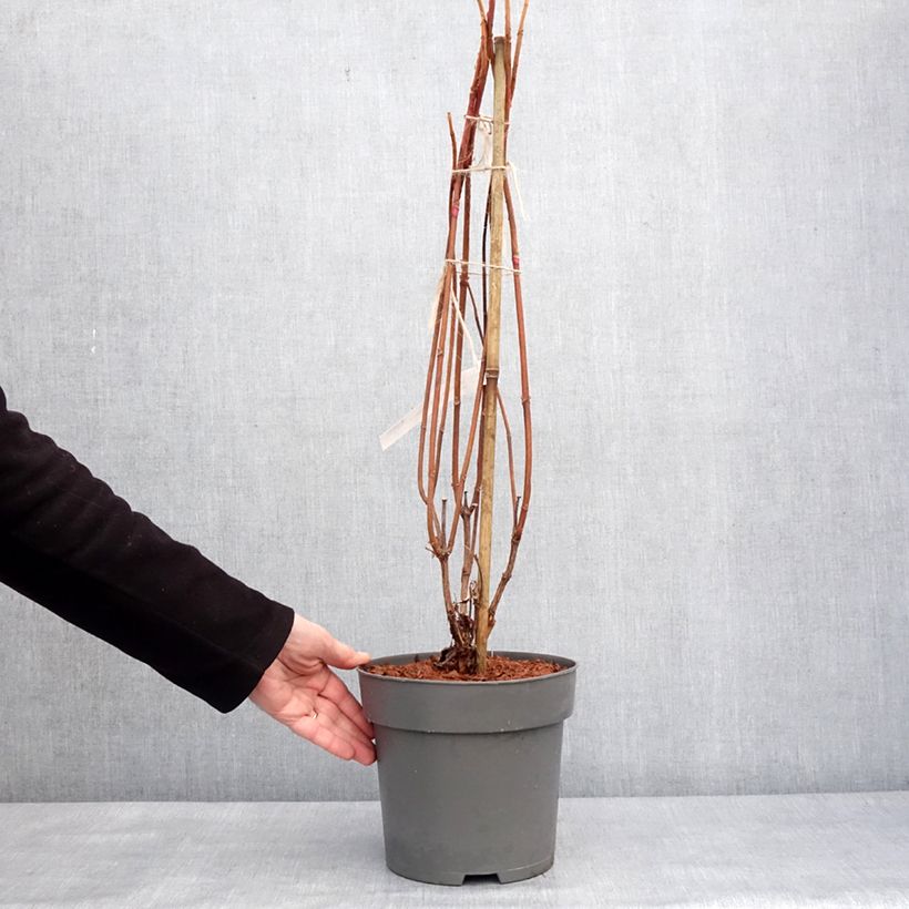 Amostra de Hydrangea quercifolia Snowcicle - Hortensia à feuilles de chêne Pot de 4L/5L tal como entregue no inverno