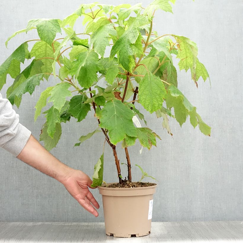Amostra de Hortênsia quercifolia Tara Vaso de 3 L/4 L tal como entregue no verão