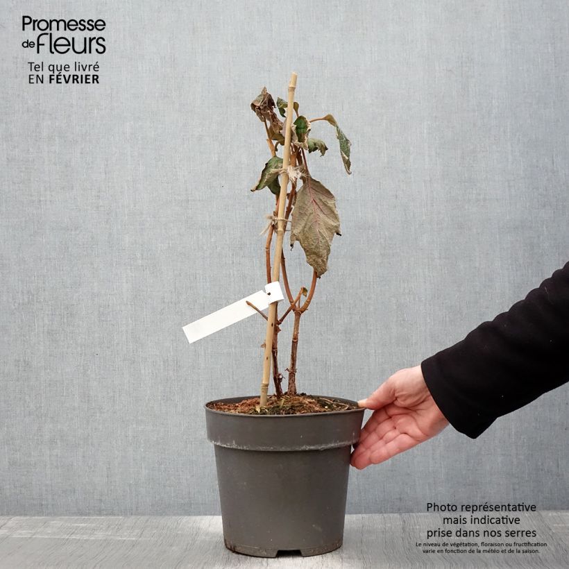 Amostra de Hortênsia quercifolia Tara Vaso de 3 L/4 L tal como entregue no inverno