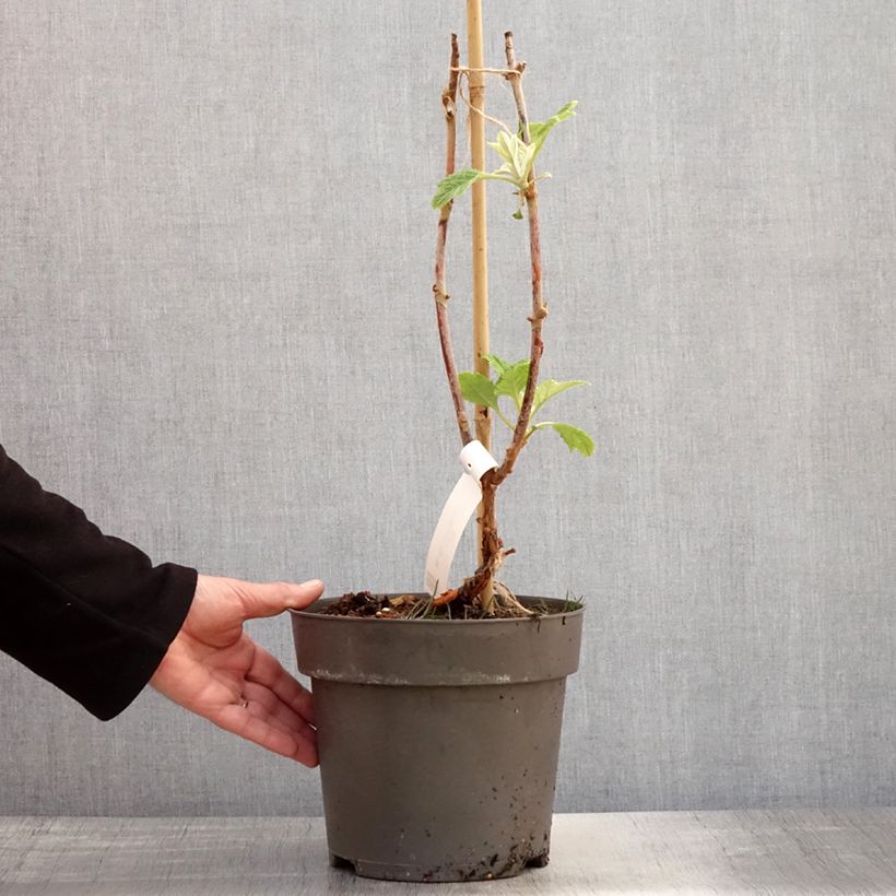 Amostra de Hortênsia quercifolia Tara Vaso de 3 L/4 L tal como entregue na primavera
